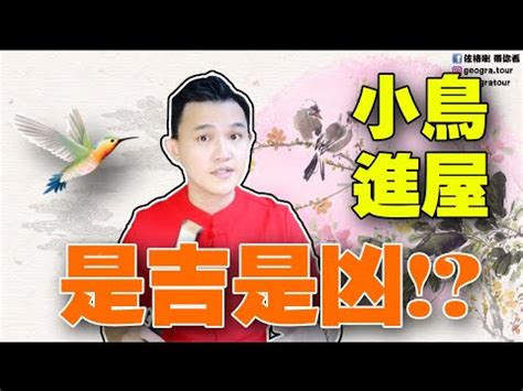 鸚鵡 預兆|【鸚鵡飛進家裡代表什麼】鸚鵡「突襲」我家？這代表吉兆還是凶。